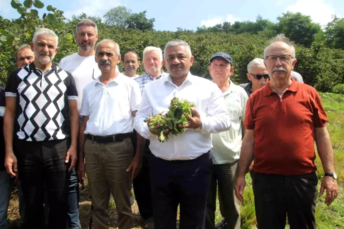 Findik Taban Fiyati Aciklandi Ureticiler Umutlu
