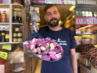 Gaziantepte Antep Fistigi Hasadi Basladi Fiyatlar 500 Liradan Basliyor