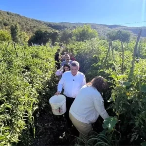 Gazidere Domatesinde Hasat Heyecani Basladi