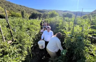 Gazidere Domatesinde Hasat Heyecani Basladi