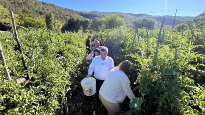 Gazidere Domatesinde Hasat Heyecani Basladi
