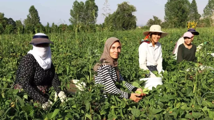 Gevas Fasulyesi Kadin Girisimcilerin Emegiyle Degerleniyor