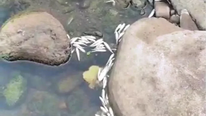 Giresunda Cop Tesisinin Patlayan Borusu Canlilari Tehdit Ediyor