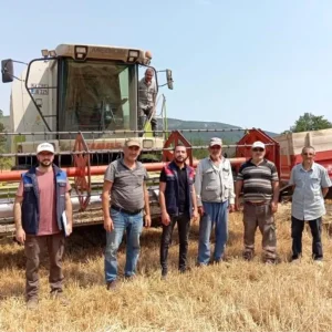 Golpazarinda Hububat Hasadi Devam Ediyor