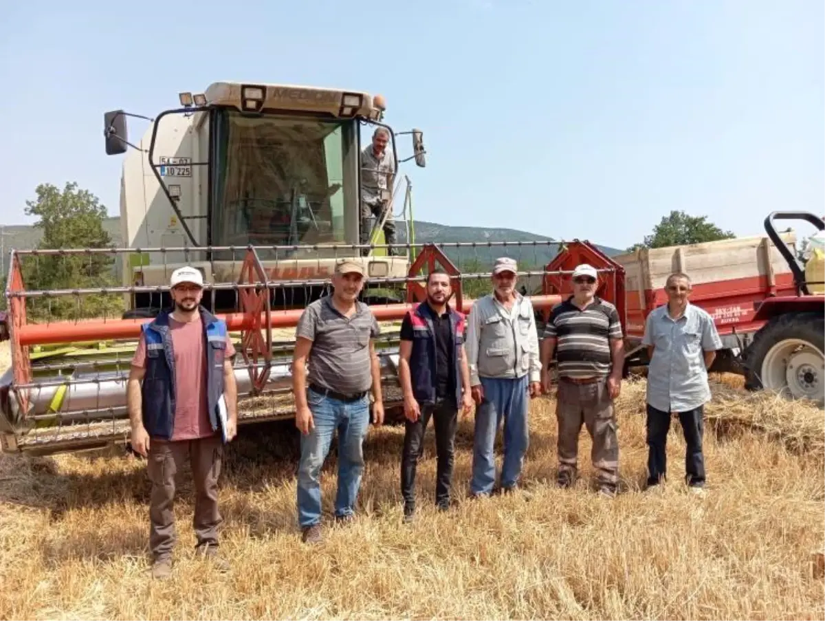 Golpazarinda Hububat Hasadi Devam Ediyor