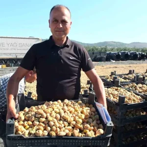 Havranda Incir Hasadi Basladi Rekolte Yuksek