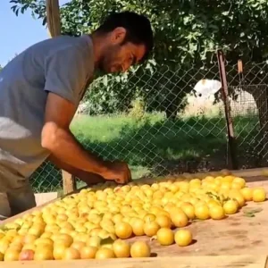 Igdirda Sicaklarda Meyve Kurutma Gelenegi