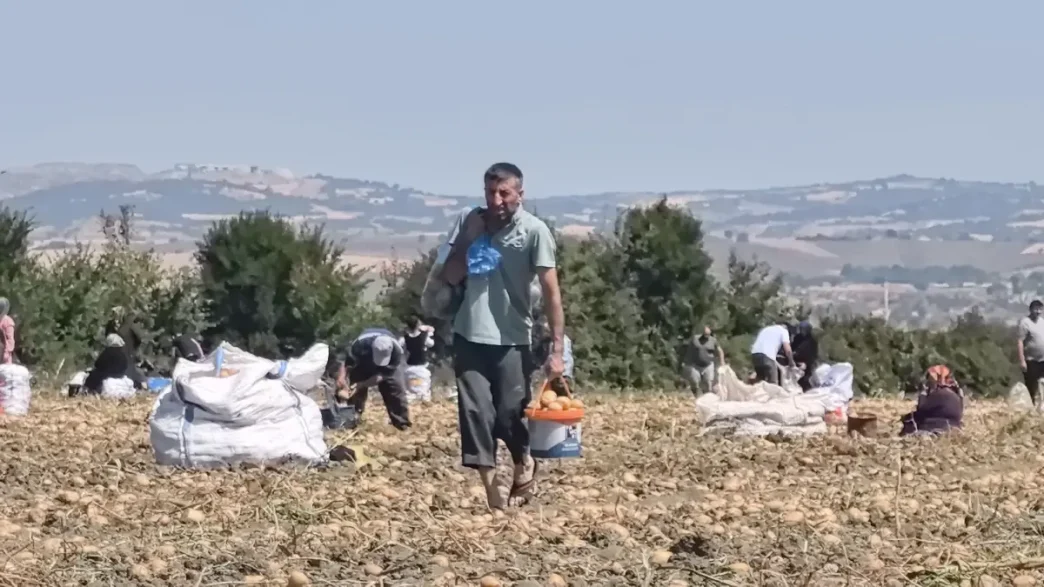 Inegolde Ciftci Patatesleri Ucretsiz Dagitti