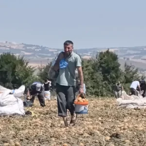 Inegolde Ciftci Patatesleri Ucretsiz Dagitti