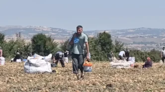 Inegolde Ciftci Patatesleri Ucretsiz Dagitti
