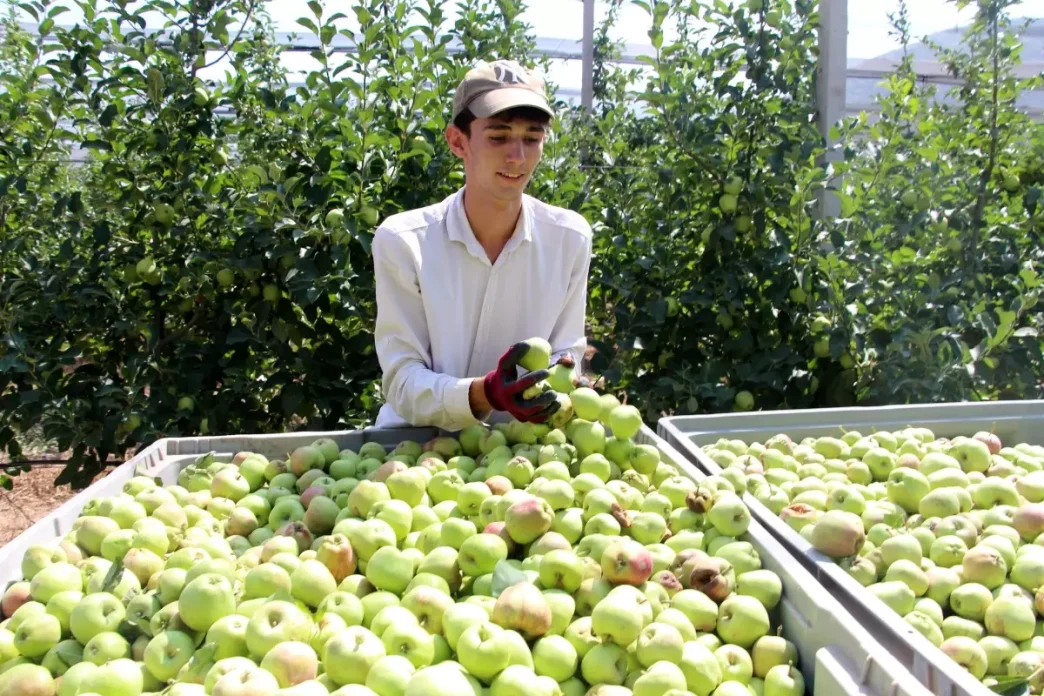 Ispartada Elma Rekoltesi Don Nedeniyle Yuzde 30 Dustu