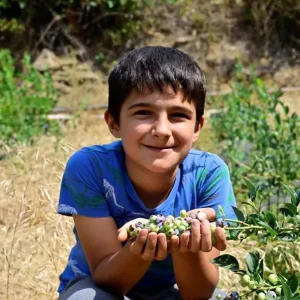 Izmirde Yaban Mersini Ilk Meyvelerini Verdi