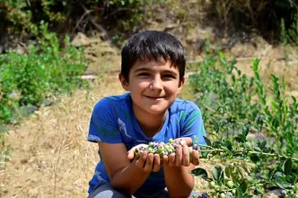 Izmirde Yaban Mersini Ilk Meyvelerini Verdi