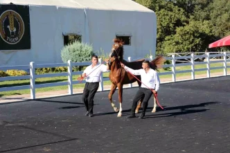 Karacabey Harasinda 58 Tay Satisi 25 Milyon Lira Gelir Elde