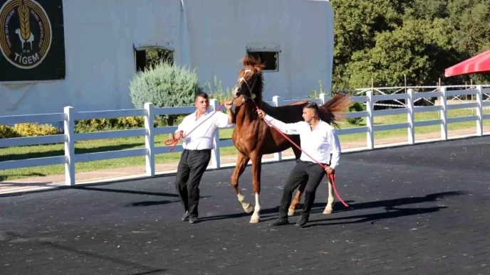 Karacabey Harasinda 58 Tay Satisi 25 Milyon Lira Gelir Elde