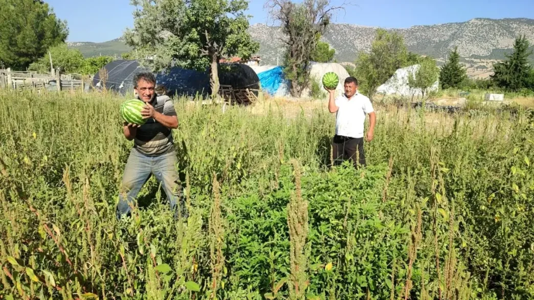 Karpuz Ureticisi Tarlasini Halka Acti Ucretsiz Karpuz Dagitiyor