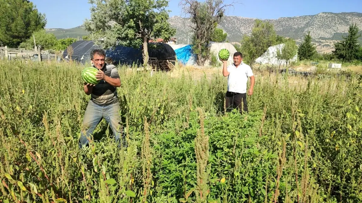 Karpuz Ureticisi Tarlasini Halka Acti Ucretsiz Karpuz Dagitiyor