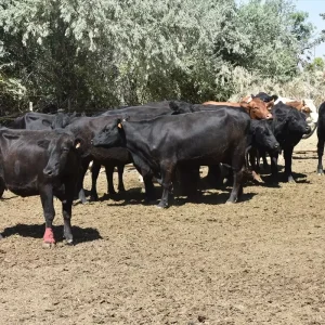 Kirsalda Bereket Projesi Buyukbas Hayvanlar Ilk Dogumlarini Gerceklestirdi