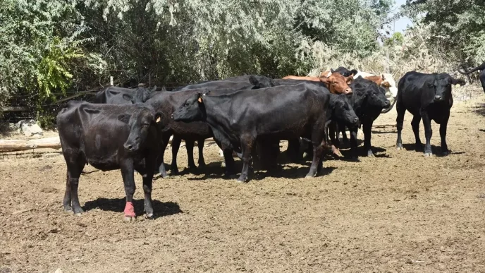 Kirsalda Bereket Projesi Buyukbas Hayvanlar Ilk Dogumlarini Gerceklestirdi