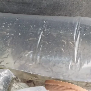 Kizilirmak Deltasina 6 Bin Yavru Sazan Salindi