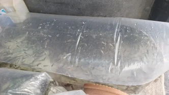 Kizilirmak Deltasina 6 Bin Yavru Sazan Salindi