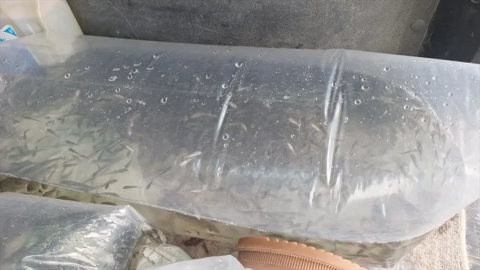 Kizilirmak Deltasina 6 Bin Yavru Sazan Salindi