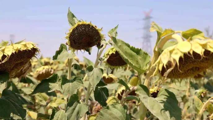Konya Ovasi Aycicek Uretiminde One Cikiyor