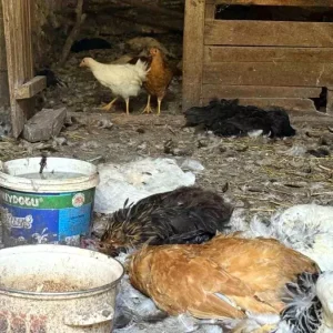 Kopek Saldirisinda 22 Yillik Tavuk Emekleri Yok Oldu