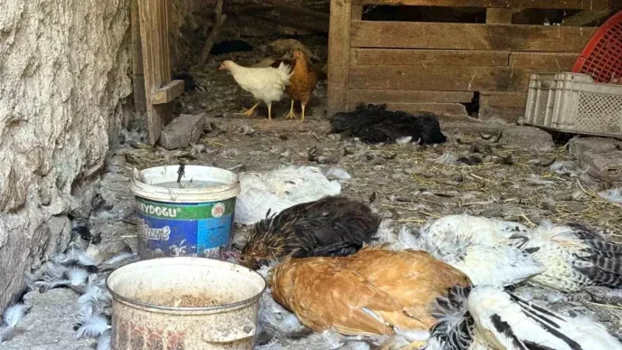 Kopek Saldirisinda 22 Yillik Tavuk Emekleri Yok Oldu
