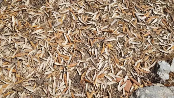 Kuraklik Zeytin Uretimini Tehdit Ediyor