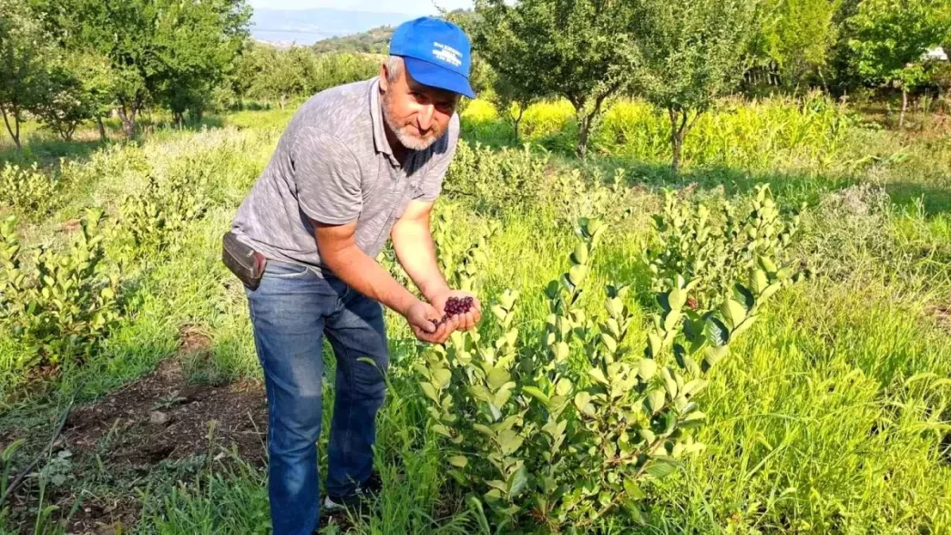 Kutahyada Ciftci Aronya Uretimine Basladi