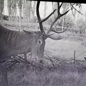 Kutahyada Ciftciler Kizilgeyiklilerin Zararina Fotokapan Kurdu