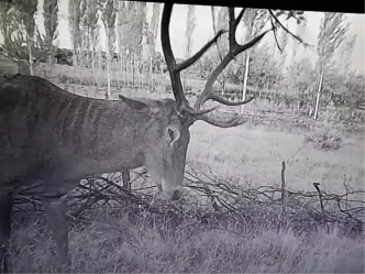 Kutahyada Ciftciler Kizilgeyiklilerin Zararina Fotokapan Kurdu