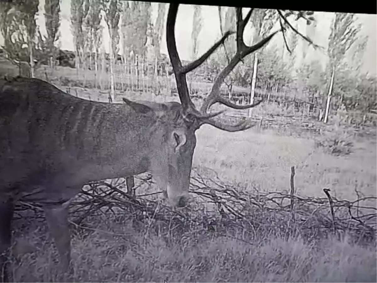 Kutahyada Ciftciler Kizilgeyiklilerin Zararina Fotokapan Kurdu