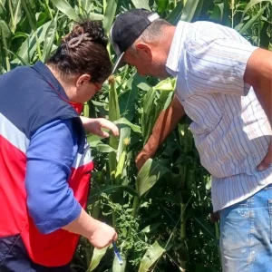 Kutahyada fasulye ve misir tarlalarinda hastalik ve zararli kontrolu