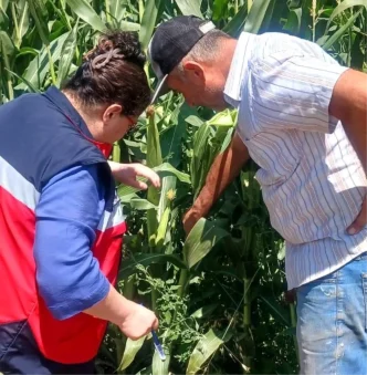 Kutahyada fasulye ve misir tarlalarinda hastalik ve zararli kontrolu