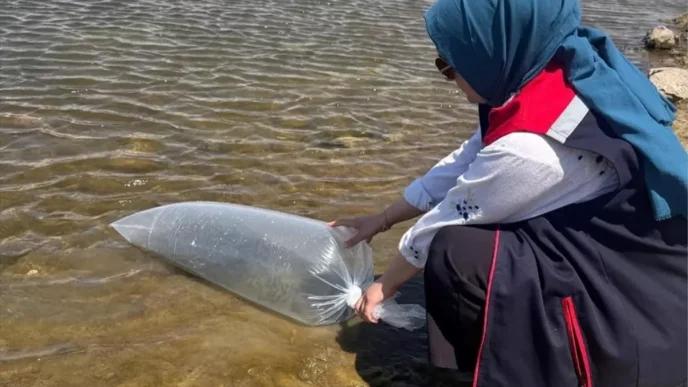 Ladik Golu ve Goletlere 100 Bin Sazan Baligi Salindi