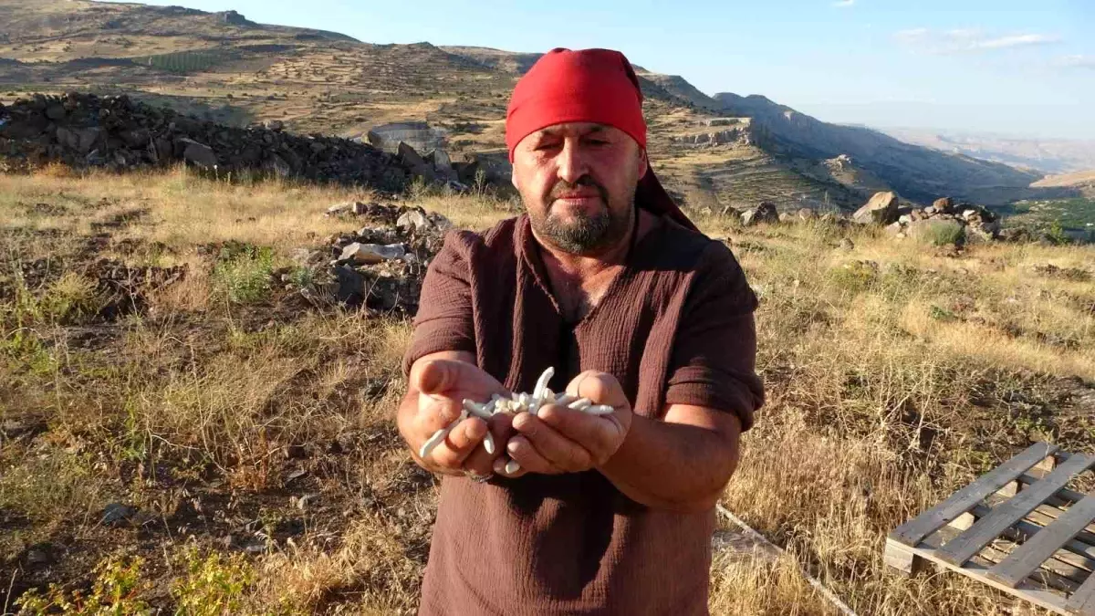 Malatyanin Kenger Sakizi Fiyatlari Altinla Yarisiyor