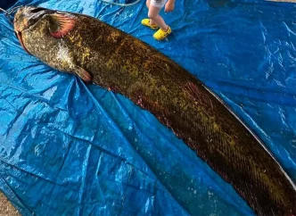 Manisada 114 Kilogram Agirliginda Dev Yayin Baligi Yakalandi