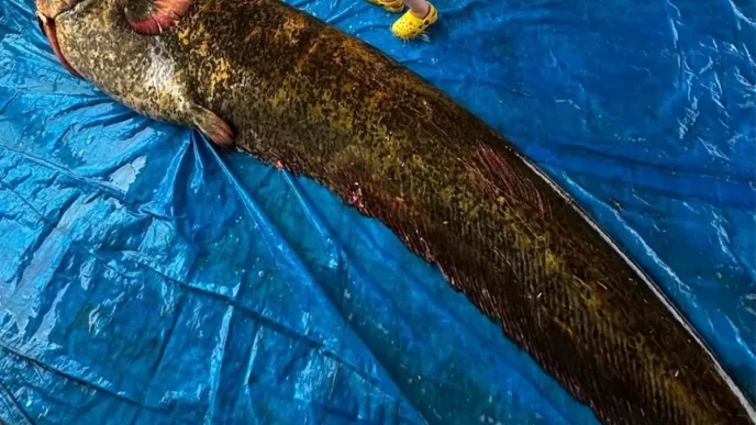 Manisada 114 Kilogram Agirliginda Dev Yayin Baligi Yakalandi