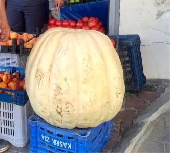 Manisada 85 Kilogram Agirliginda Devasa Bal Kabagi Ilgi Odagi Oldu