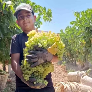 Manisada Dev Uzum Salkimi Hasat Edildi 7 Kilo 250 Gram