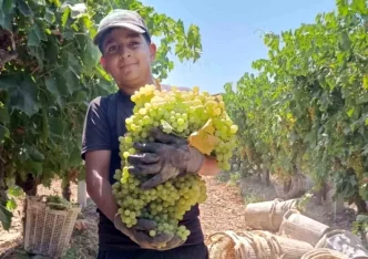 Manisada Dev Uzum Salkimi Hasat Edildi 7 Kilo 250 Gram