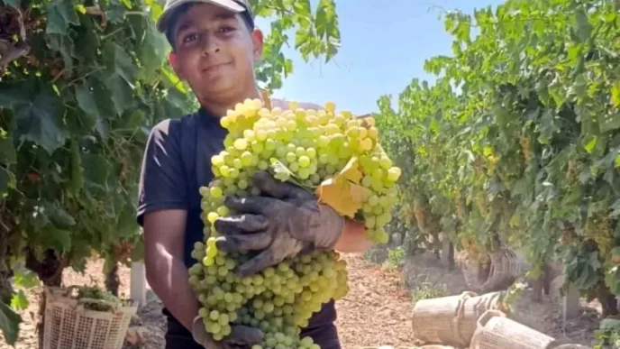 Manisada Dev Uzum Salkimi Hasat Edildi 7 Kilo 250 Gram