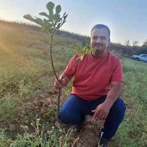 Manisada Sarilop Incir Uretimi Artiyor