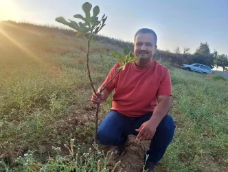 Manisada Sarilop Incir Uretimi Artiyor