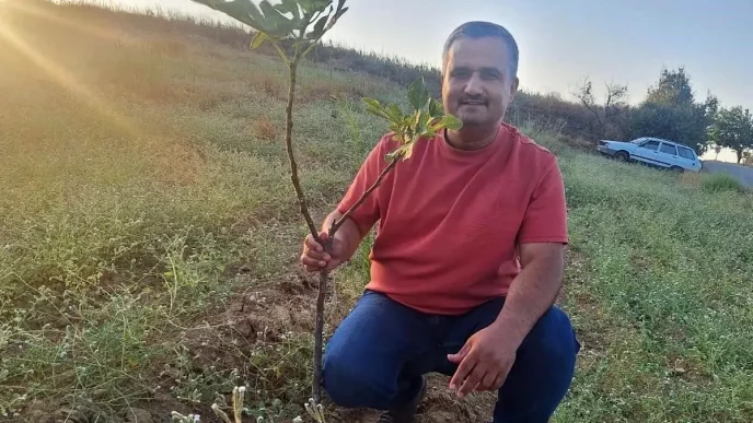 Manisada Sarilop Incir Uretimi Artiyor