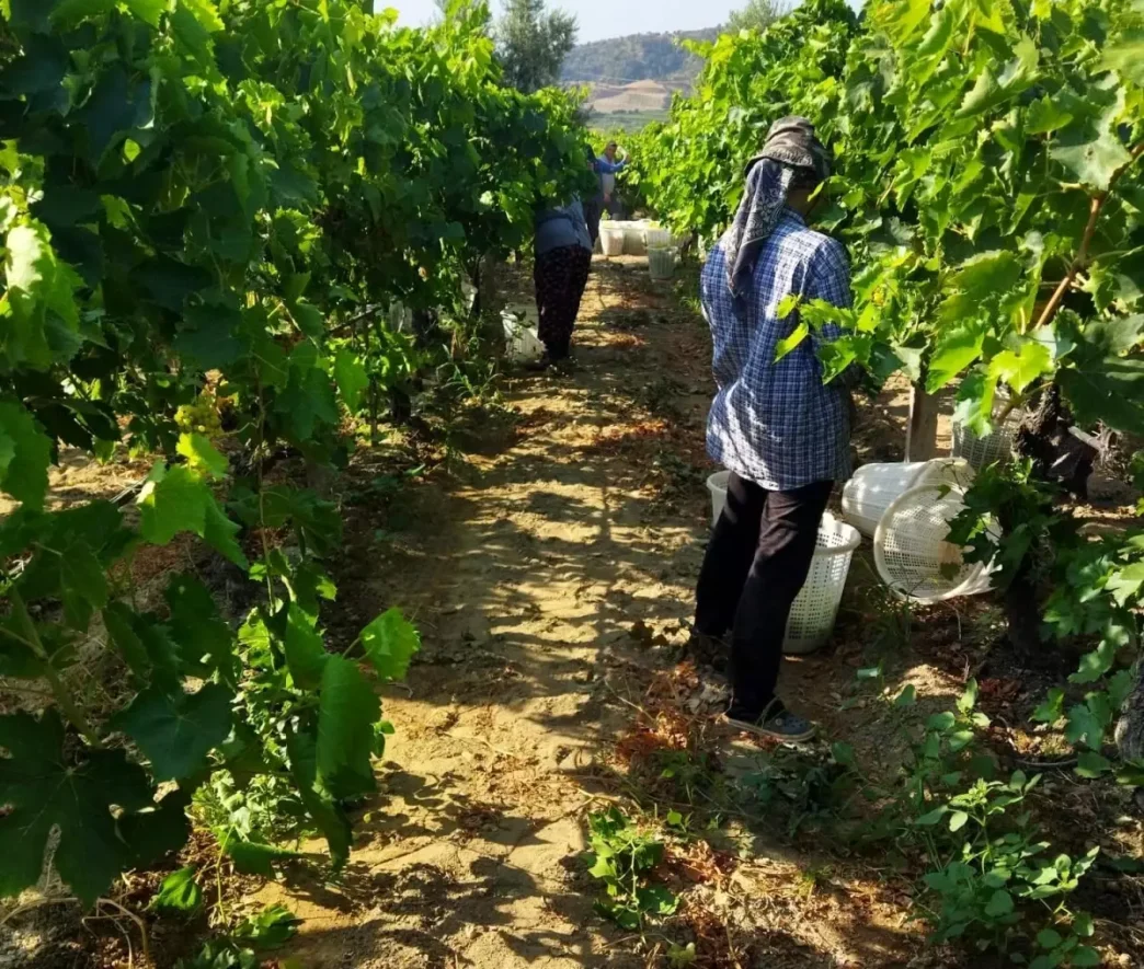 Manisada Sultani Cekirdeksiz Uzumlerde Hasat Basladi