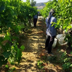Manisada Sultani Cekirdeksiz Uzumlerde Hasat Basladi