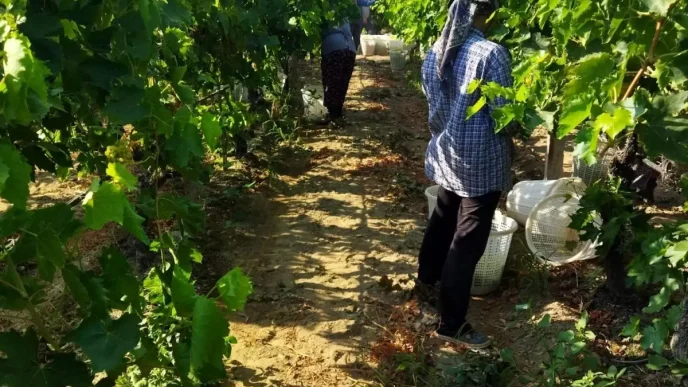 Manisada Sultani Cekirdeksiz Uzumlerde Hasat Basladi